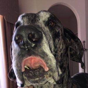 Meet your Posher, Tyler